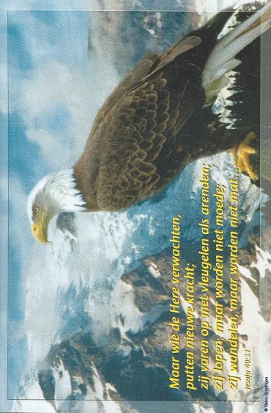 Productafbeelding: voorkant van Poster mini arend